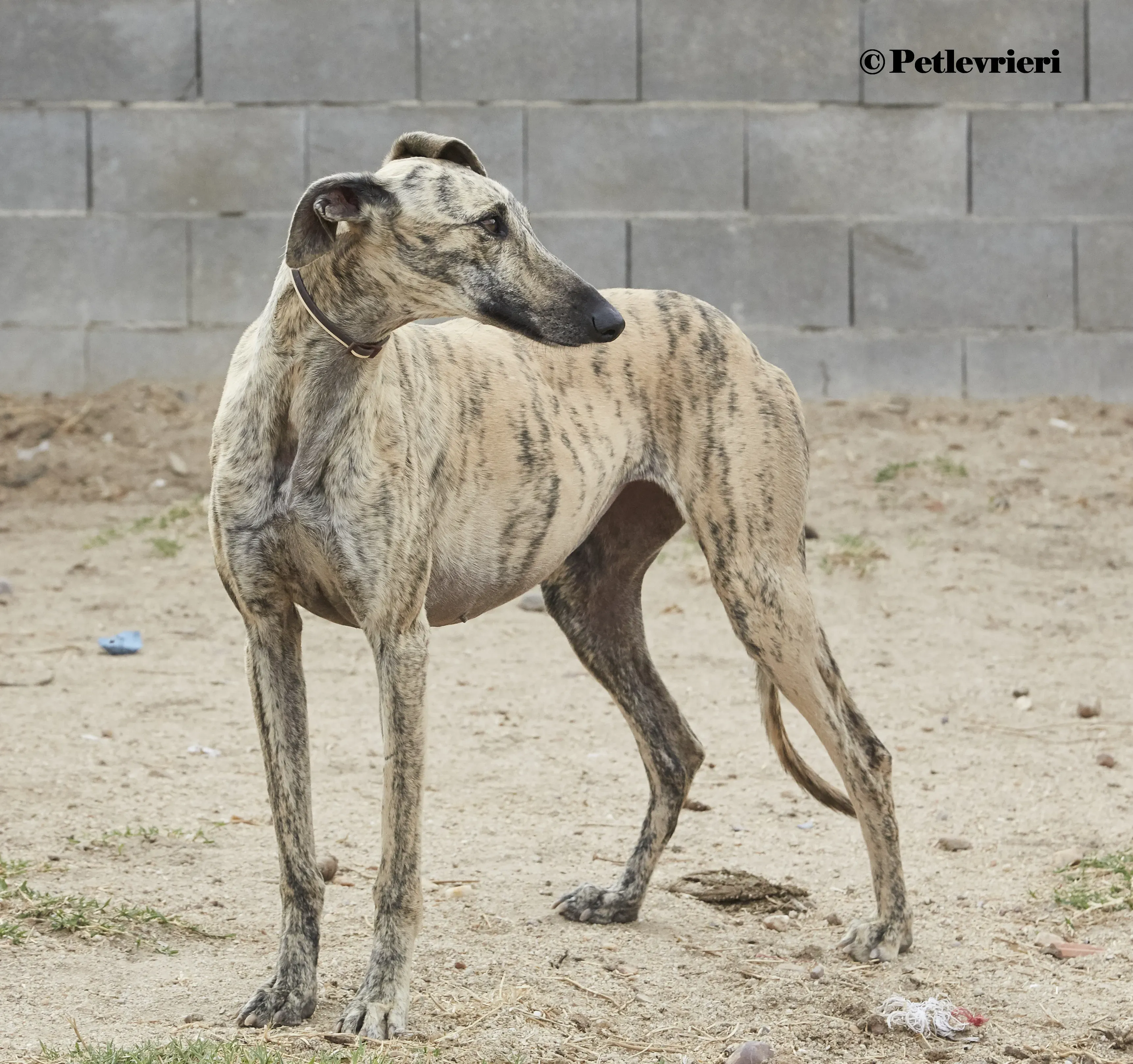 Silvina galgo adozione pet levrieri onlus 2