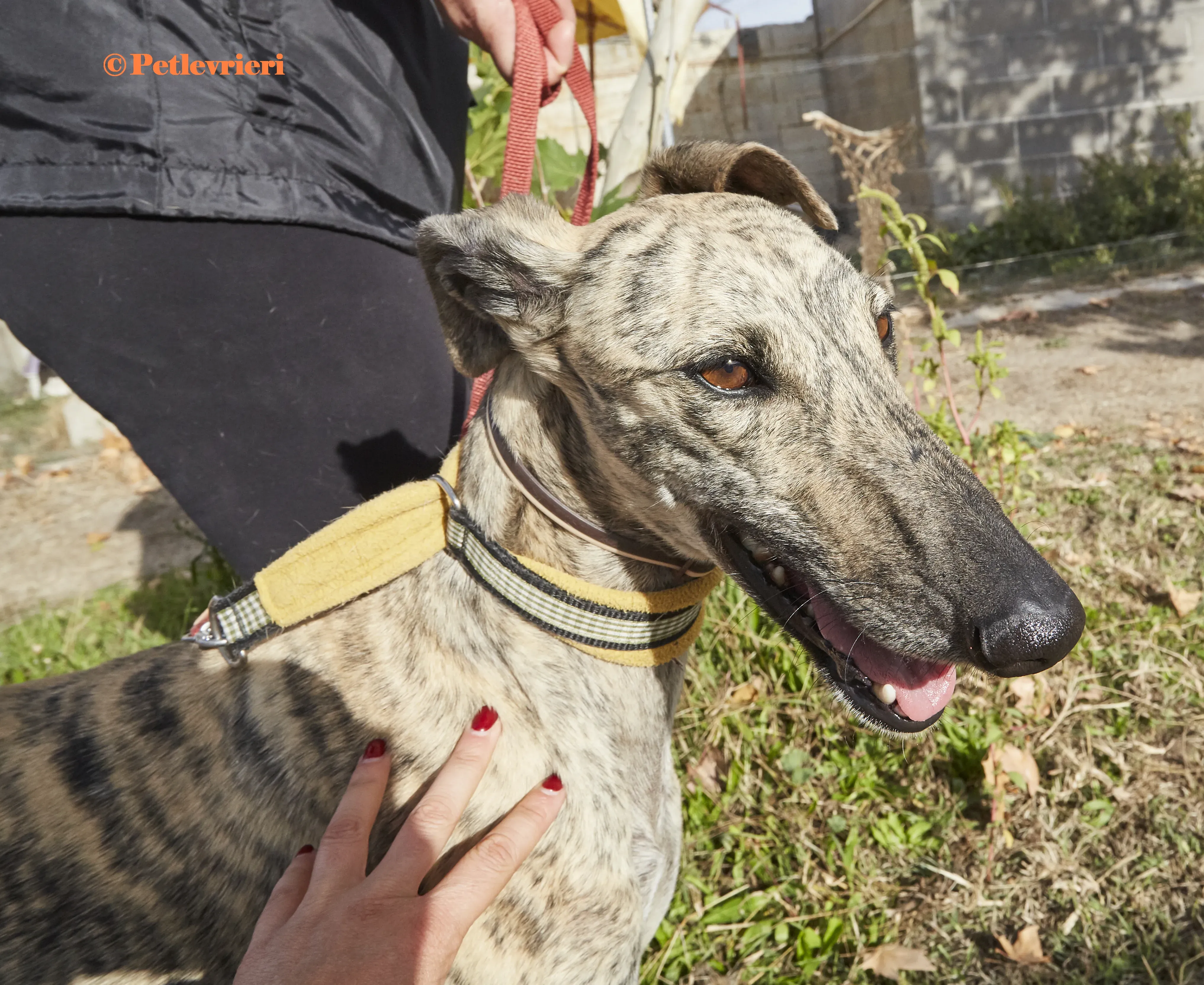 Silvina galgo adozione pet levrieri onlus 3 1