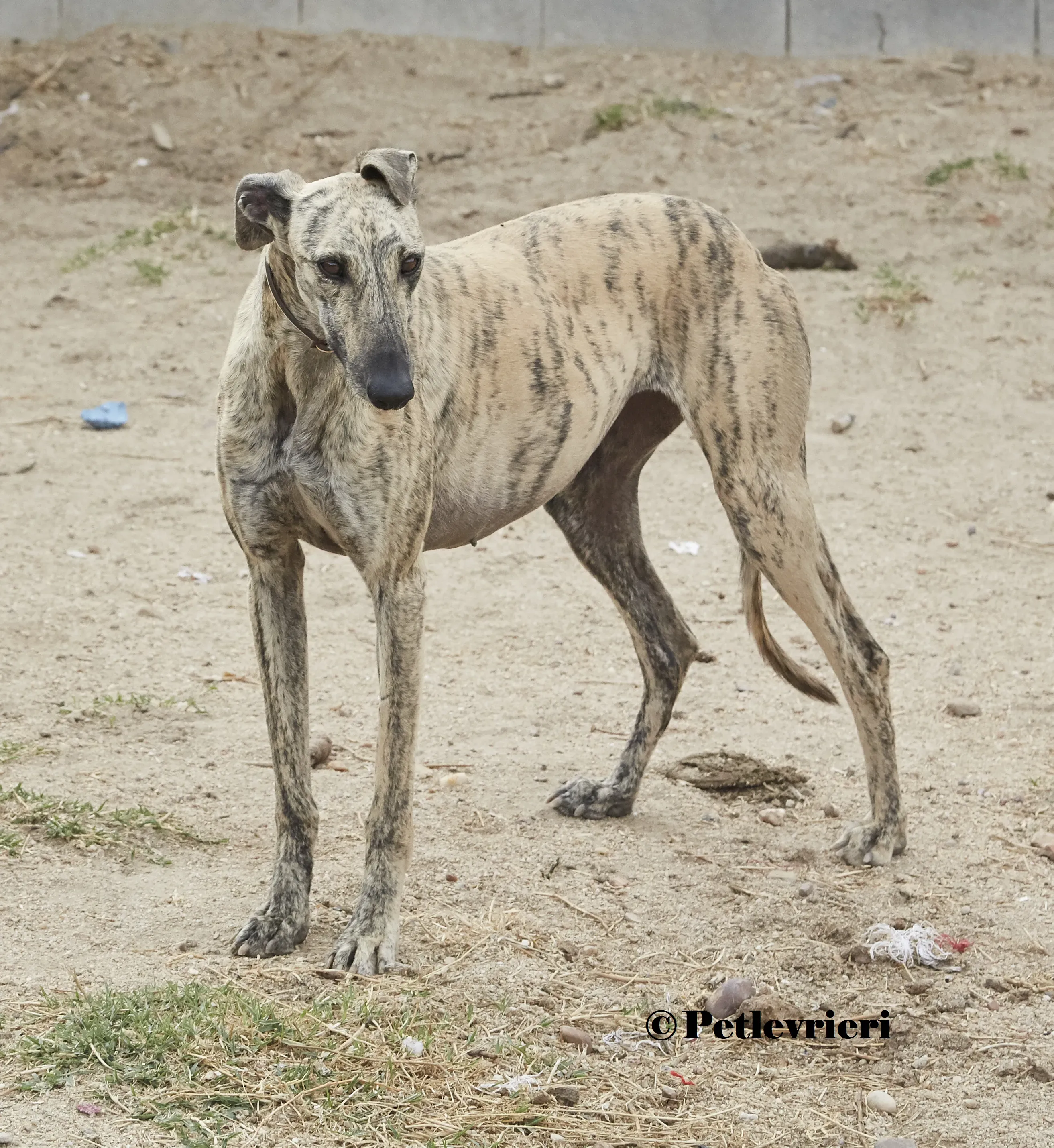 Silvina galgo adozione pet levrieri onlus 4