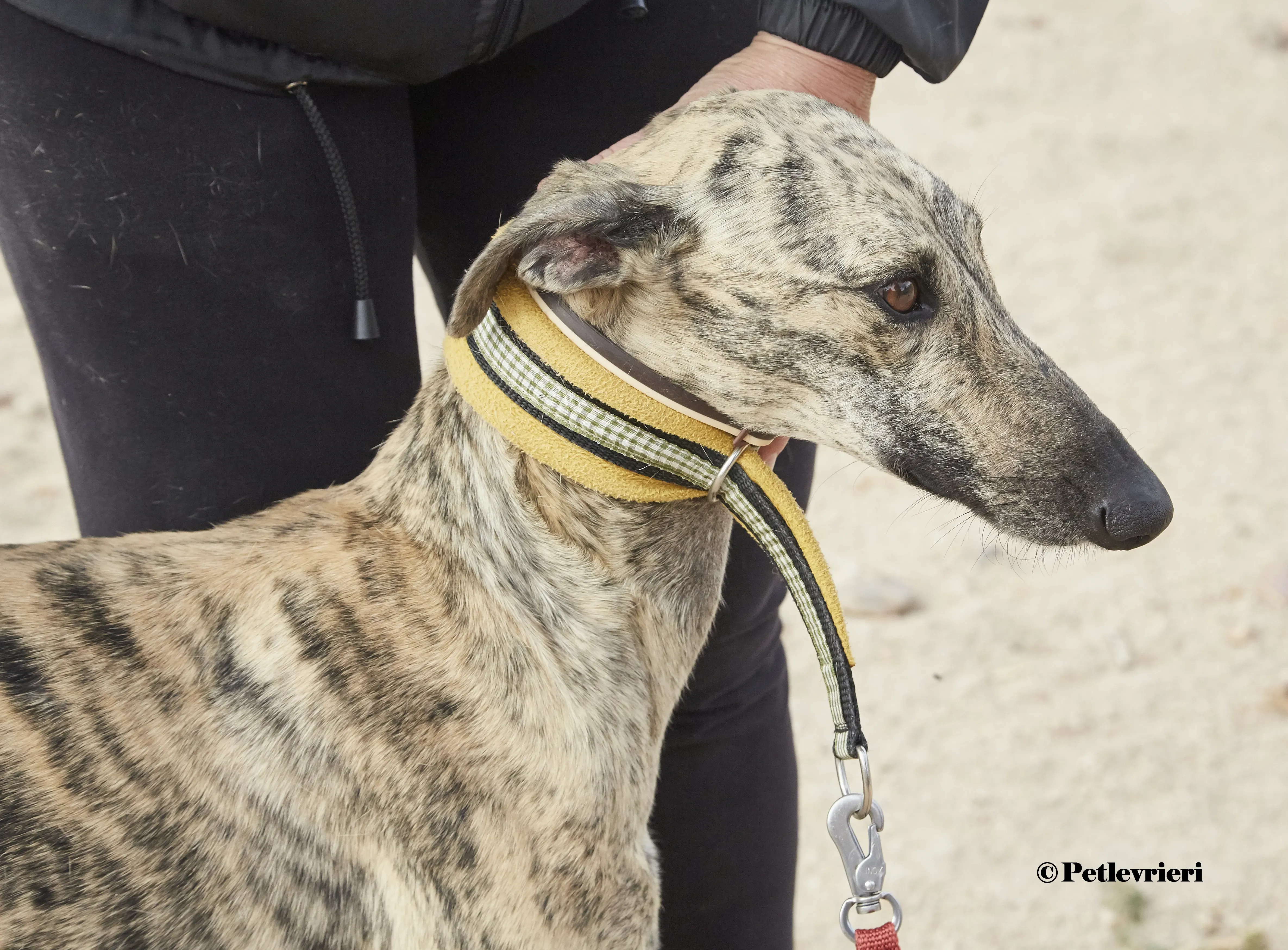 Silvina galgo adozione pet levrieri onlus 5