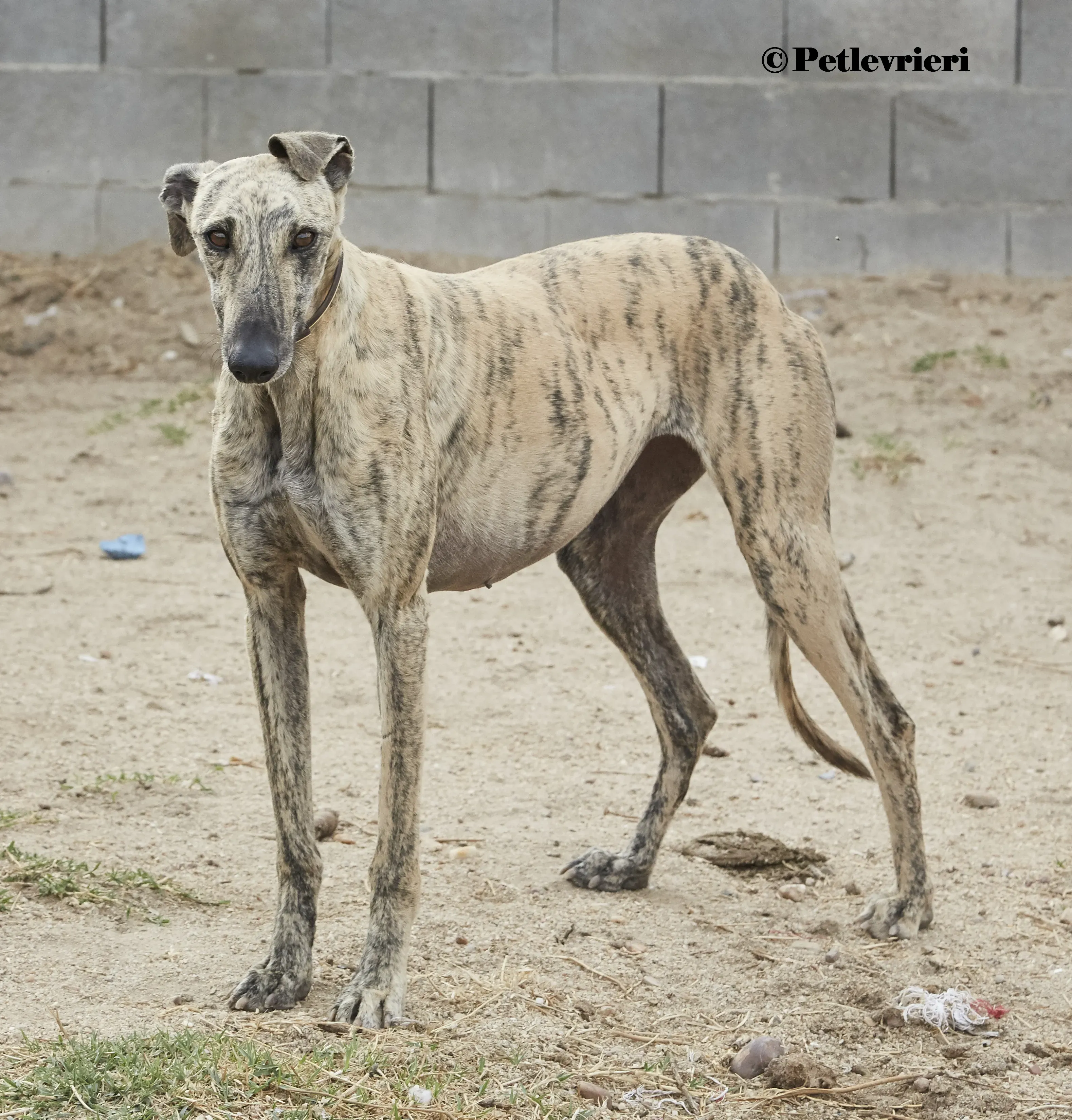 Silvina galgo adozione pet levrieri onlus 6 1