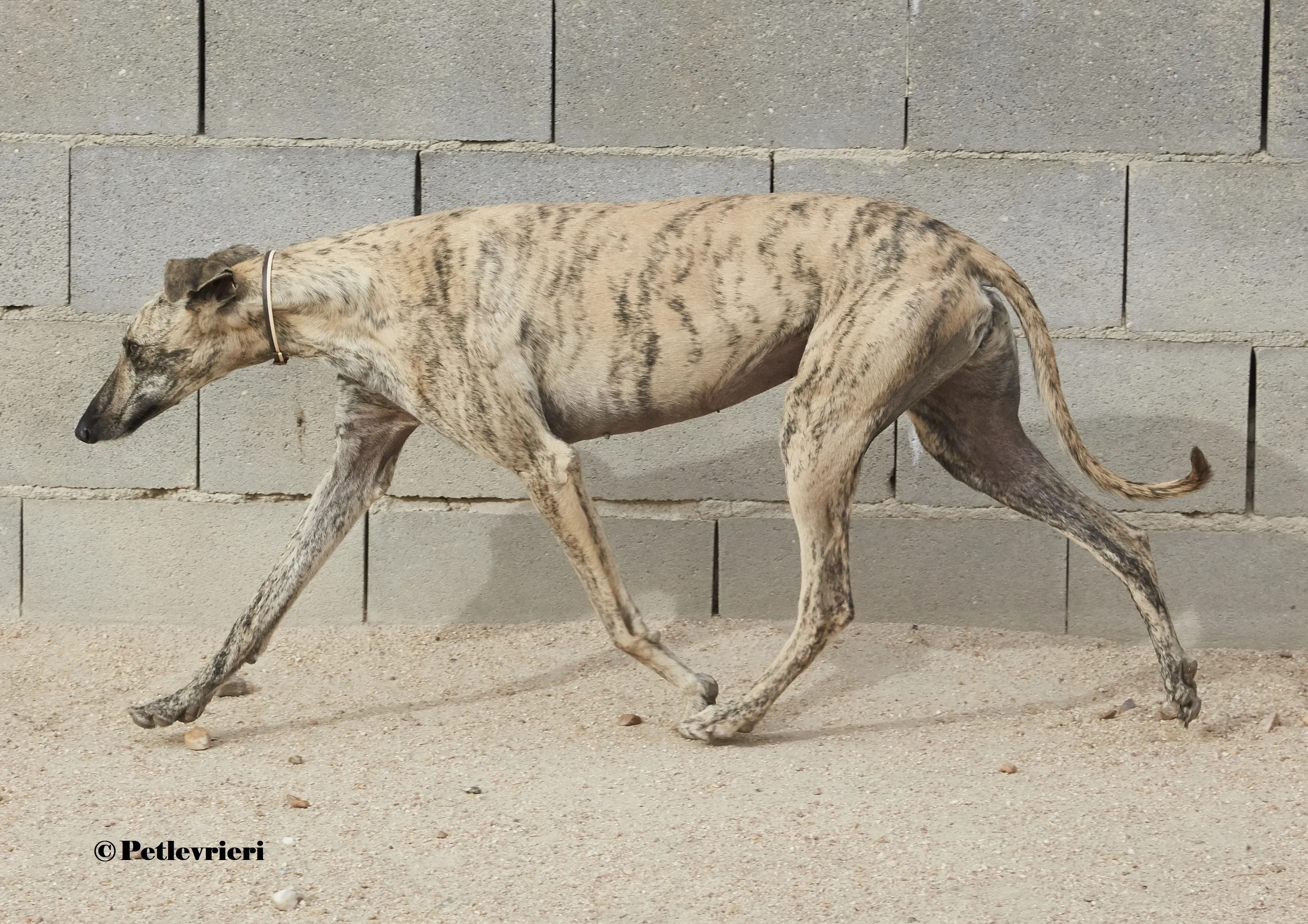 Silvina galgo adozione pet levrieri onlus 7