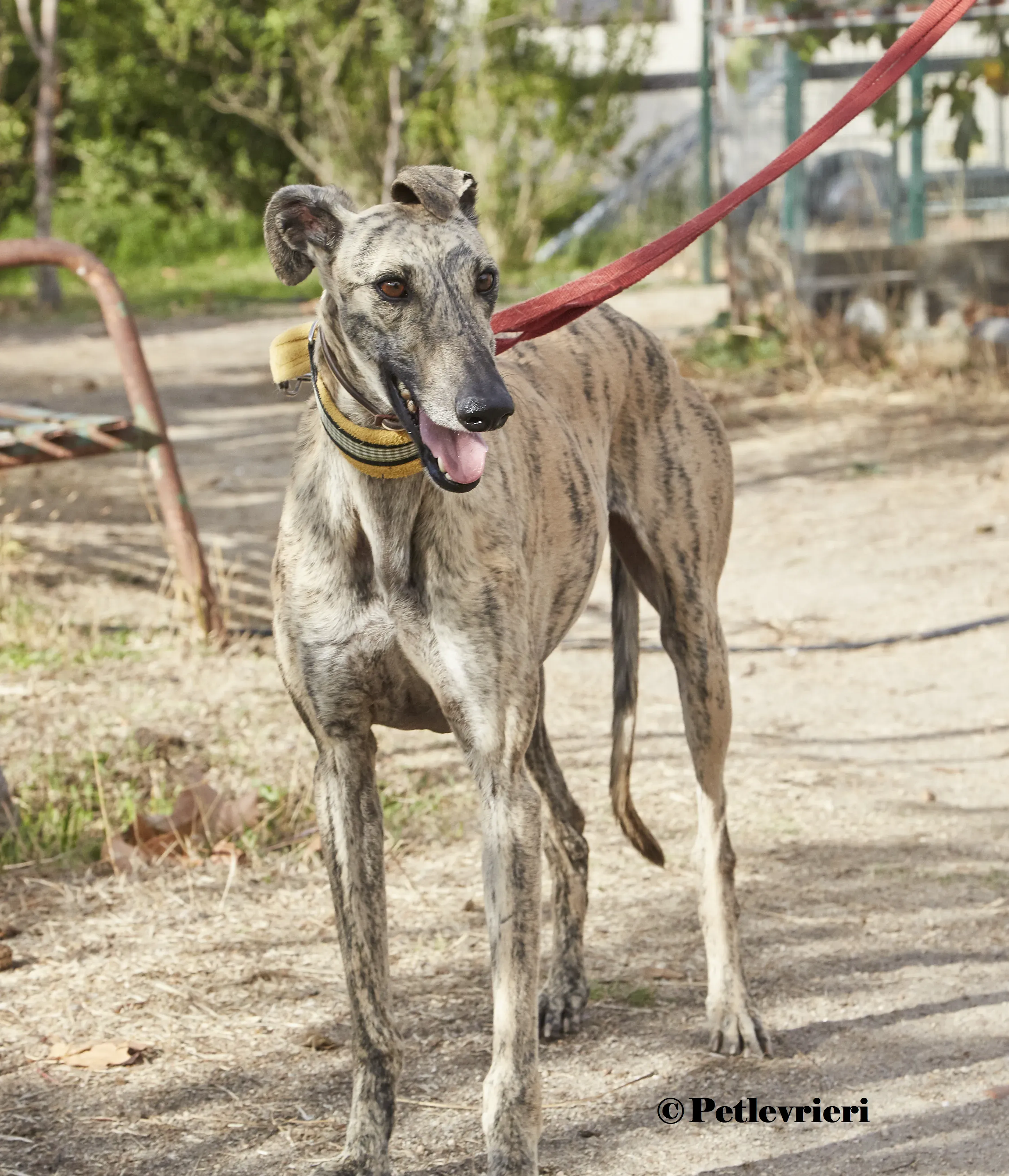 Silvina galgo adozione pet levrieri onlus 8