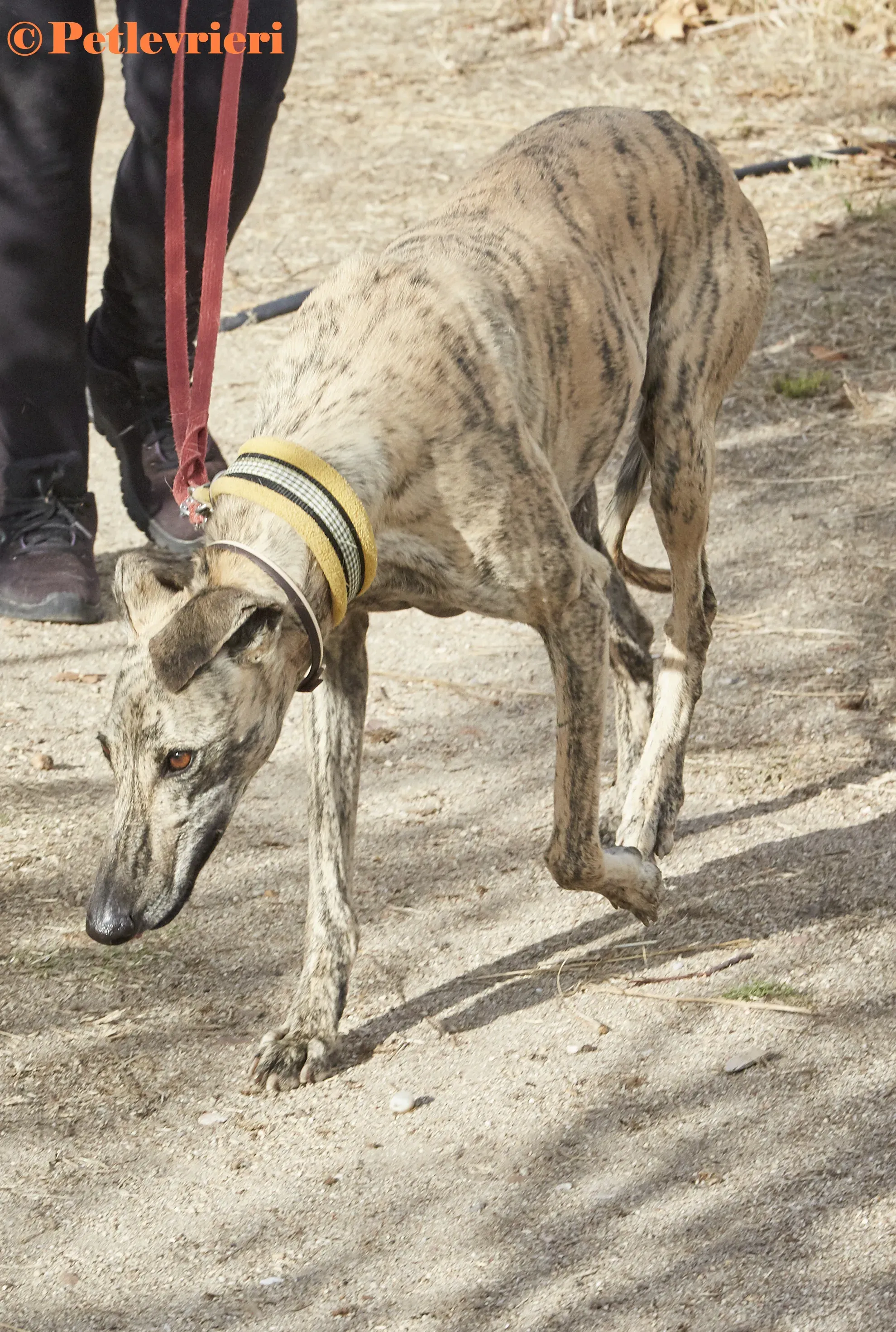 Silvina galgo adozione pet levrieri onlus 9