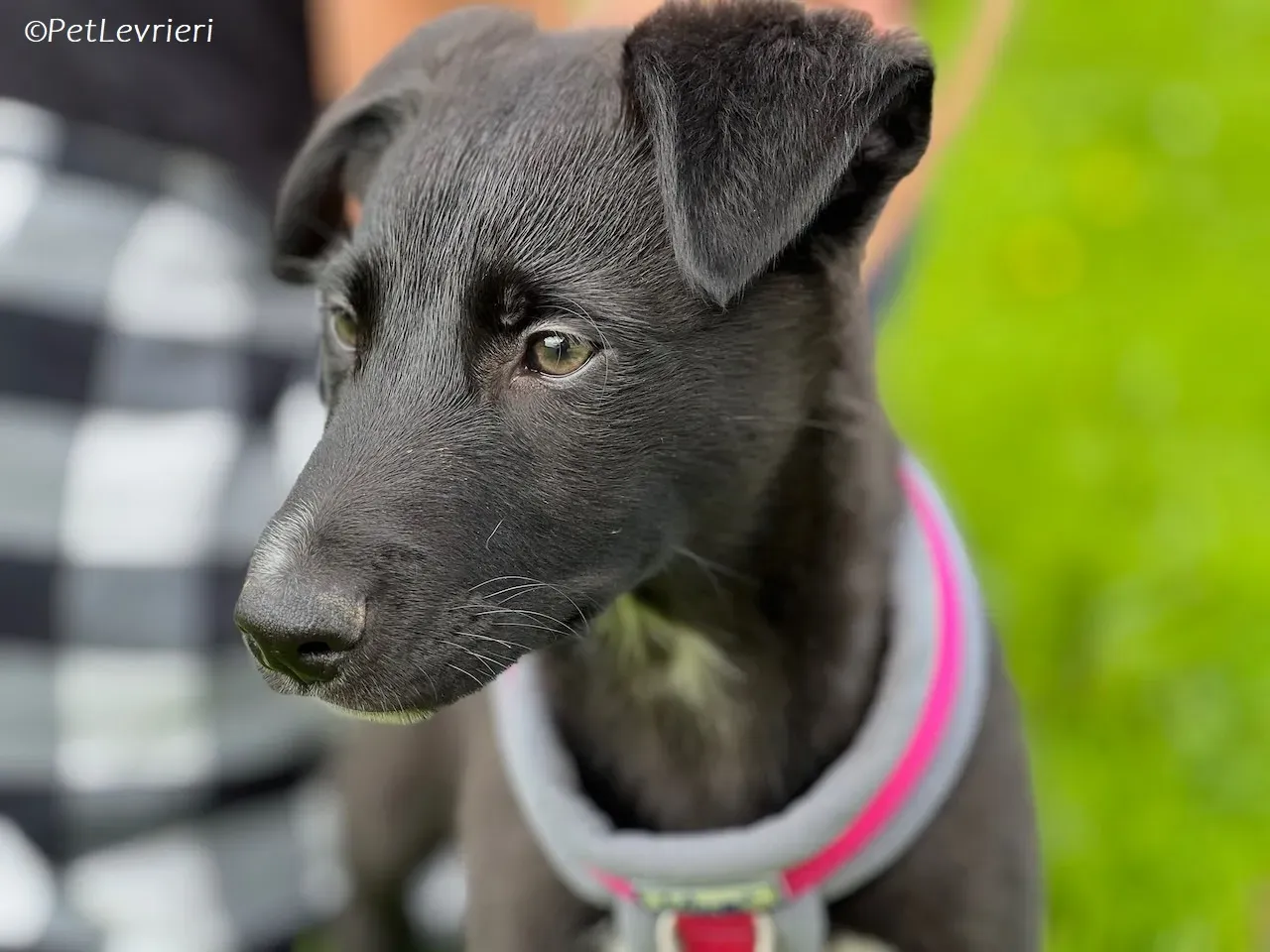 Simba adozione levrieri greyhound 1 1