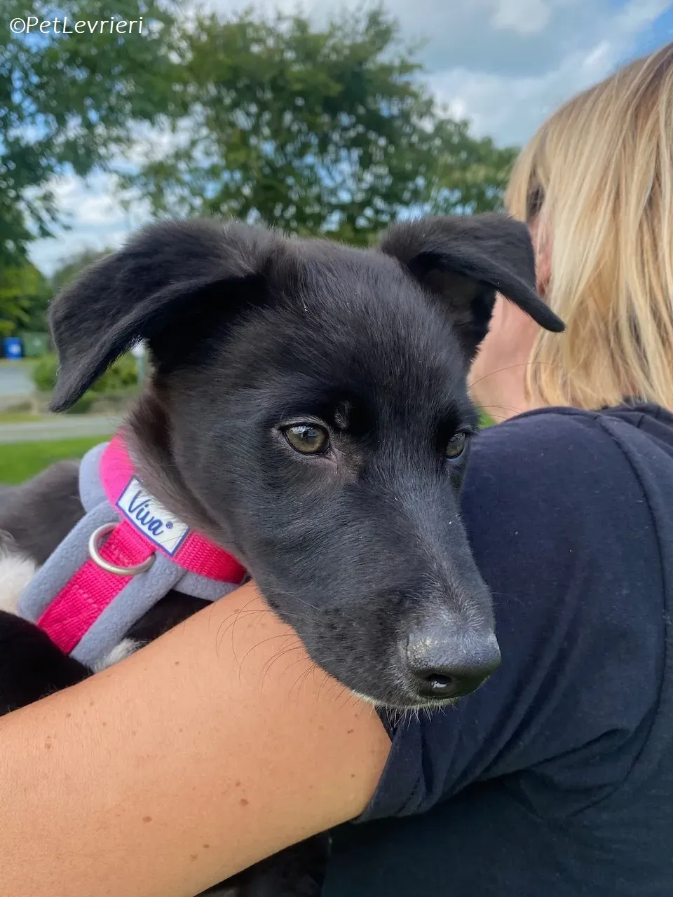 Simba adozione levrieri greyhound 10