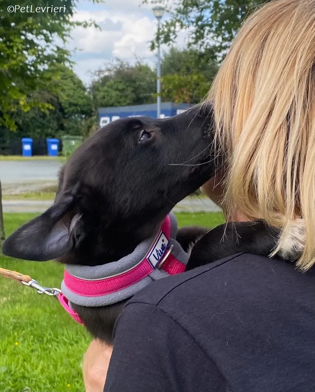 Simba adozione levrieri greyhound 11