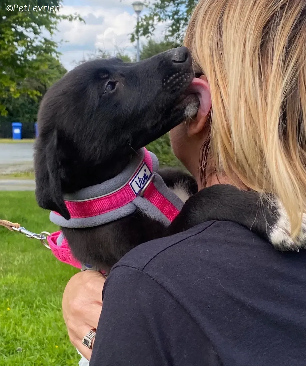 Simba adozione levrieri greyhound 12