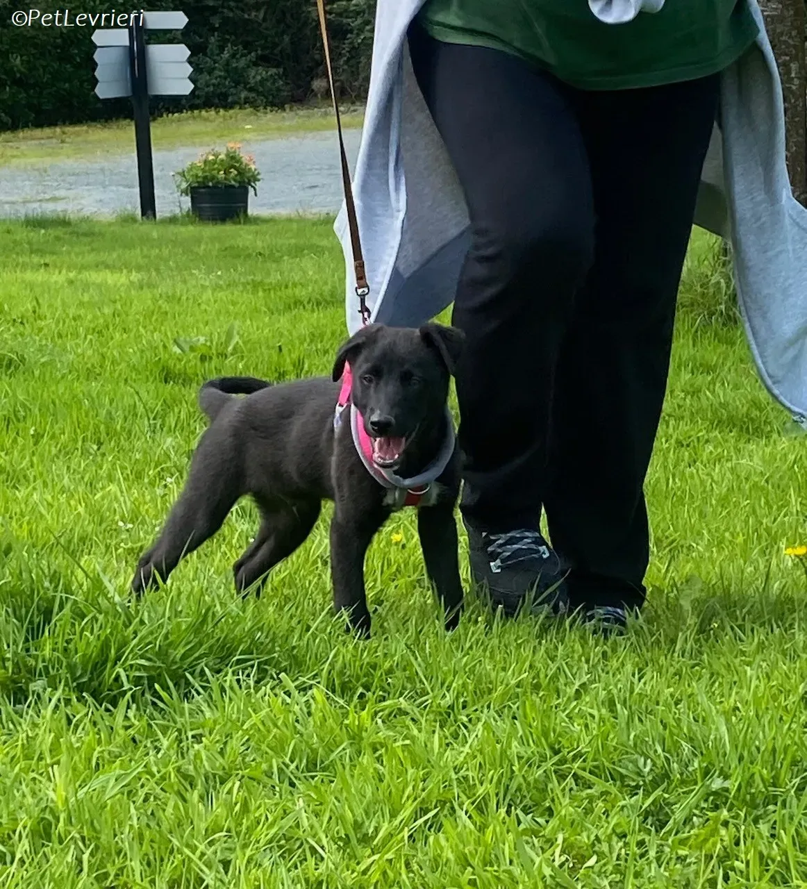 Simba adozione levrieri greyhound 14