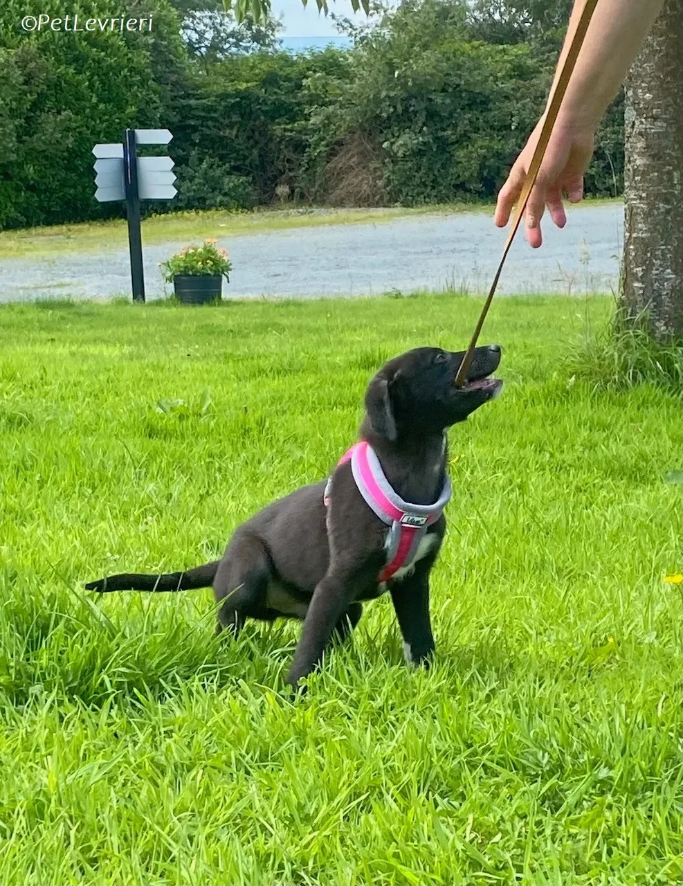 Simba adozione levrieri greyhound 15