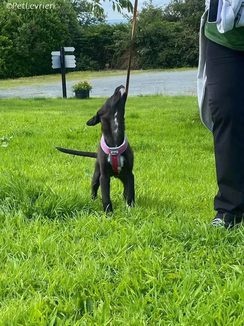 Simba adozione levrieri greyhound 16