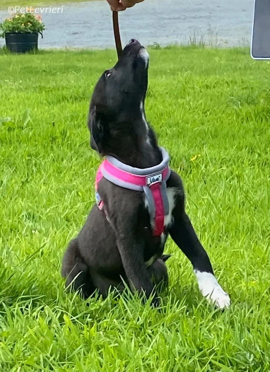 Simba adozione levrieri greyhound 17