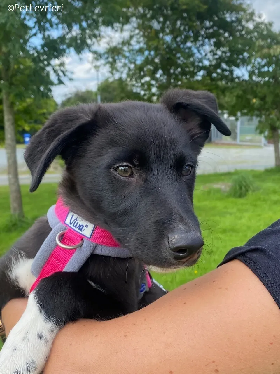 Simba adozione levrieri greyhound 18