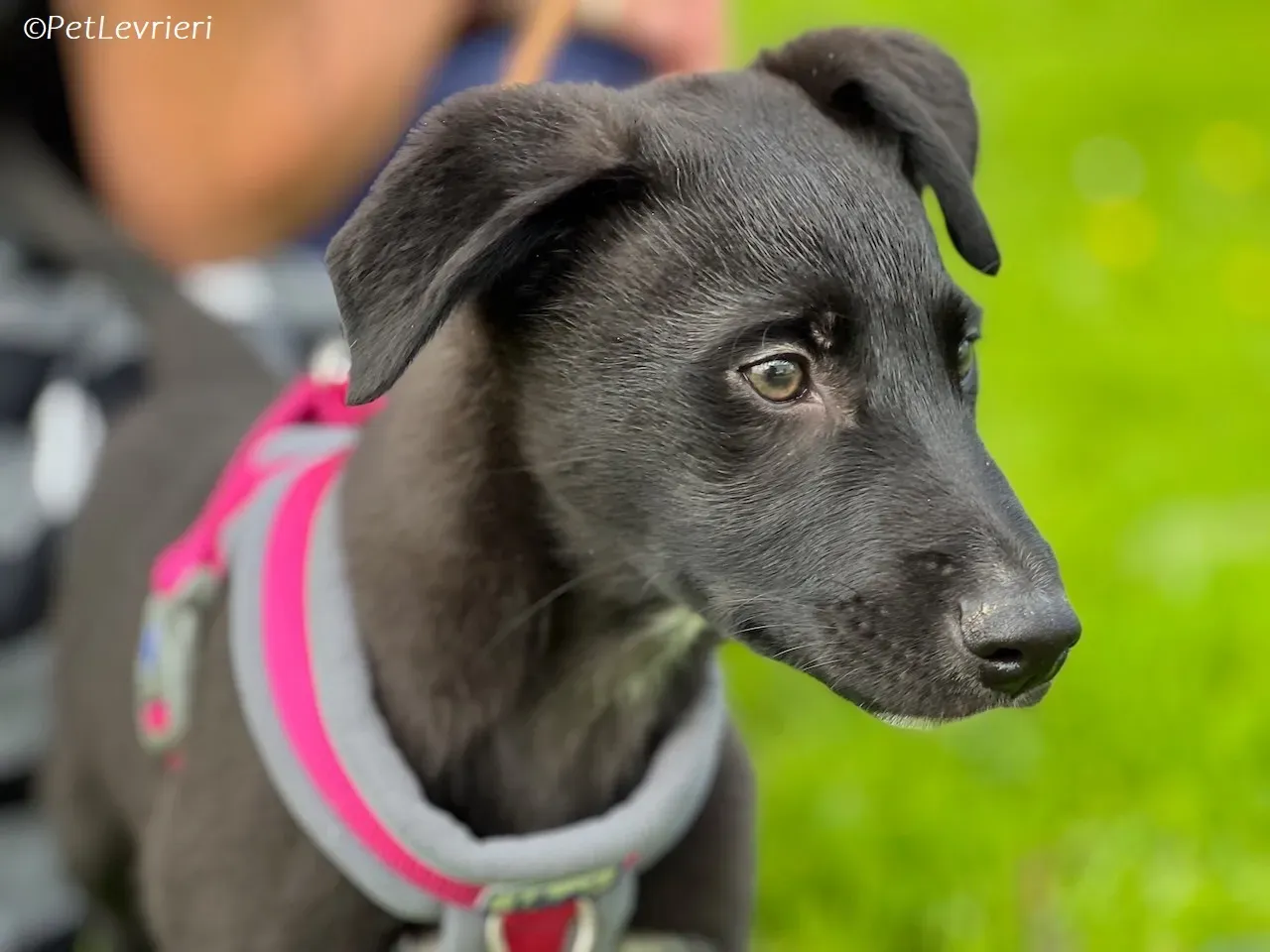Simba adozione levrieri greyhound 2 2