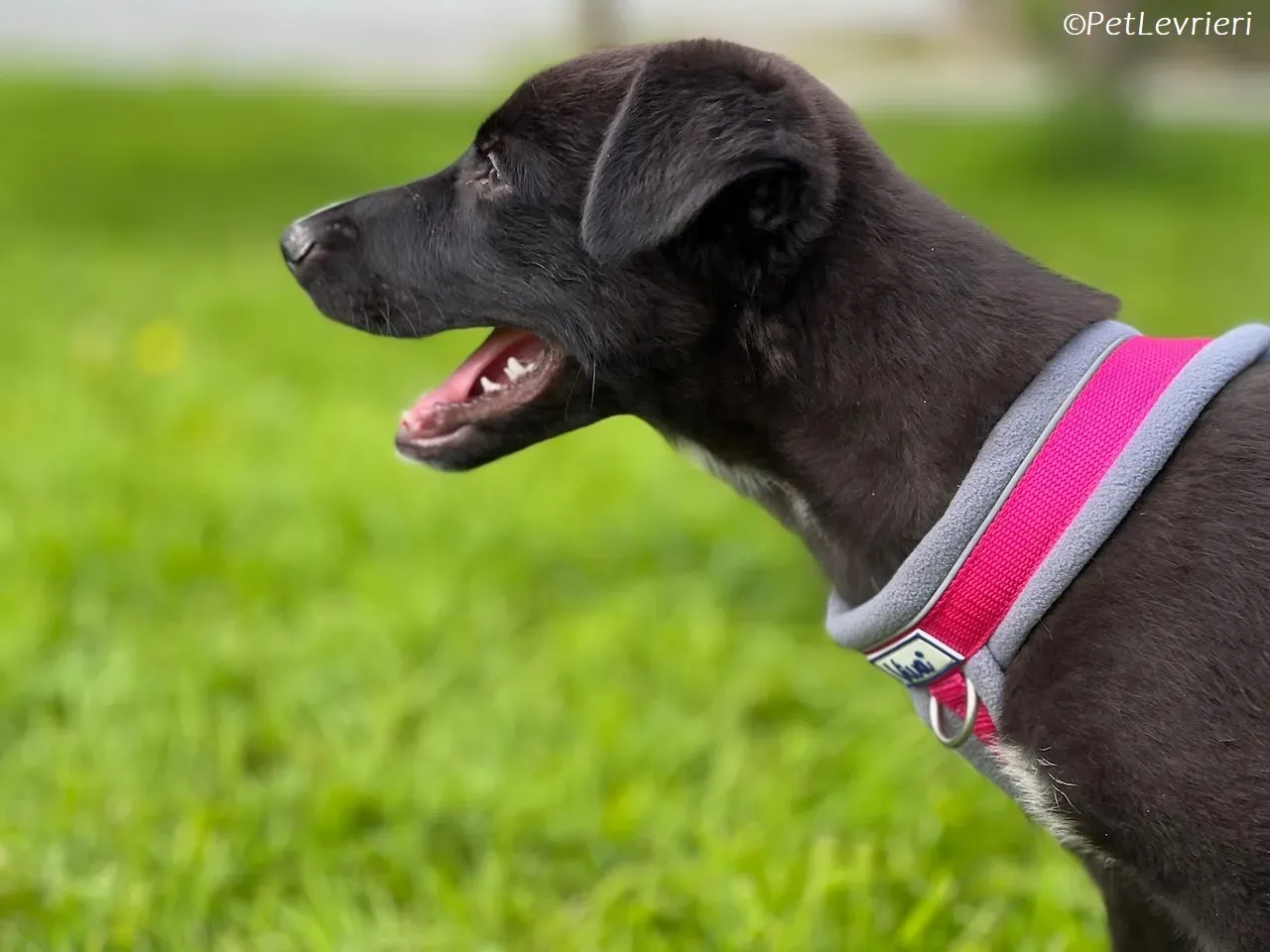 Simba adozione levrieri greyhound 4 1