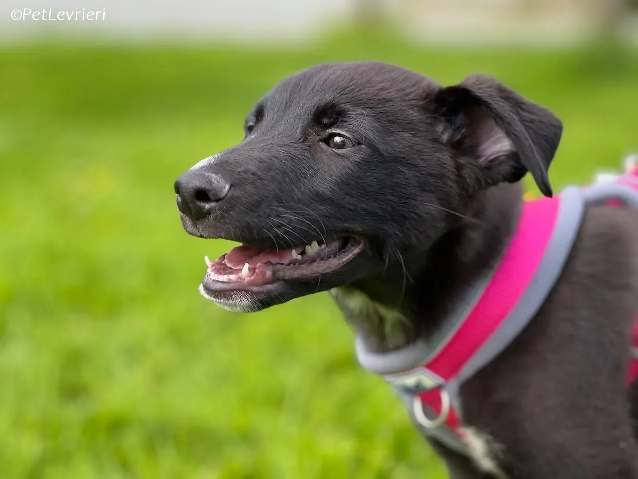 Simba adozione levrieri greyhound 5 1