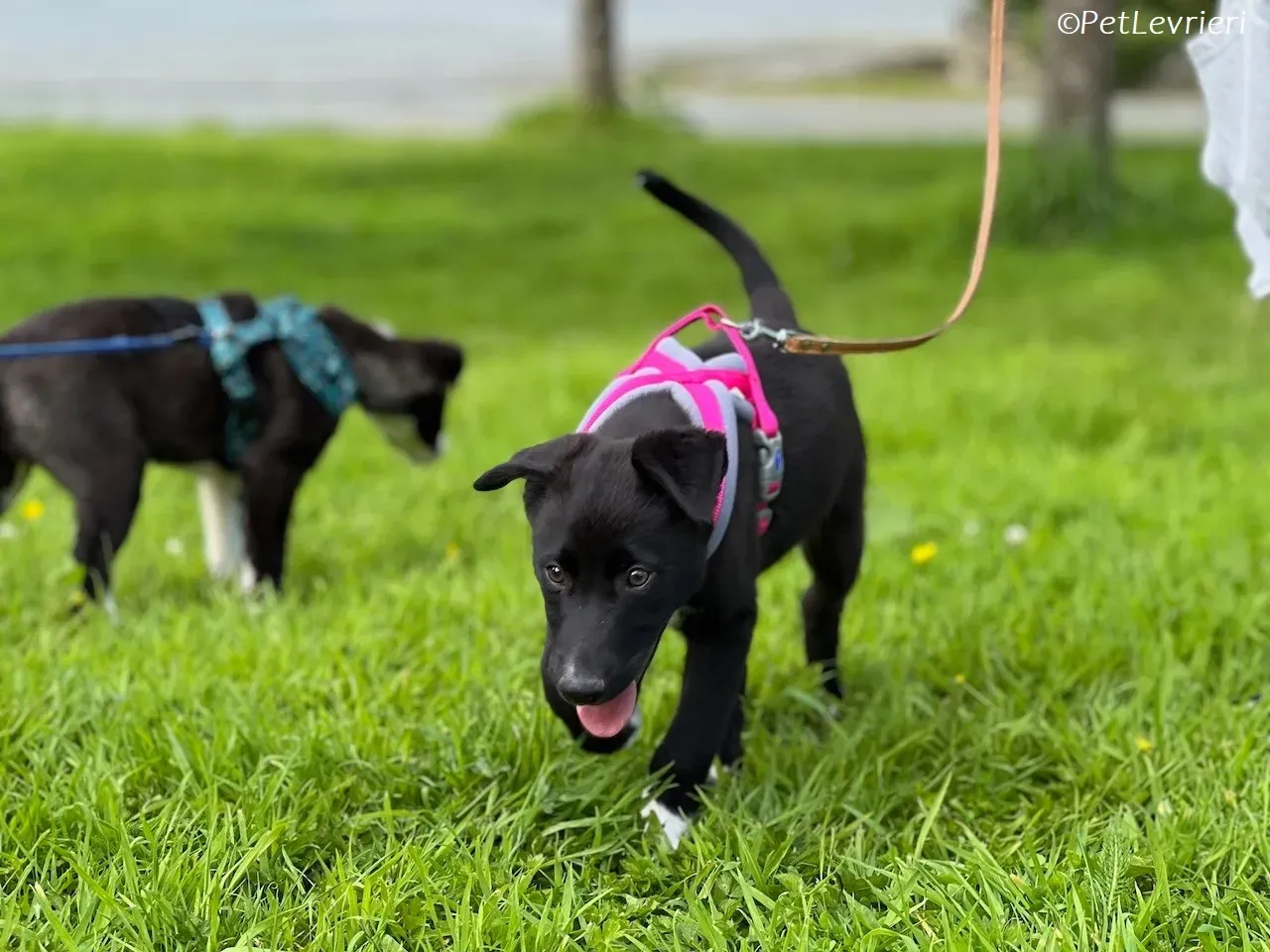 Simba adozione levrieri greyhound 6 1