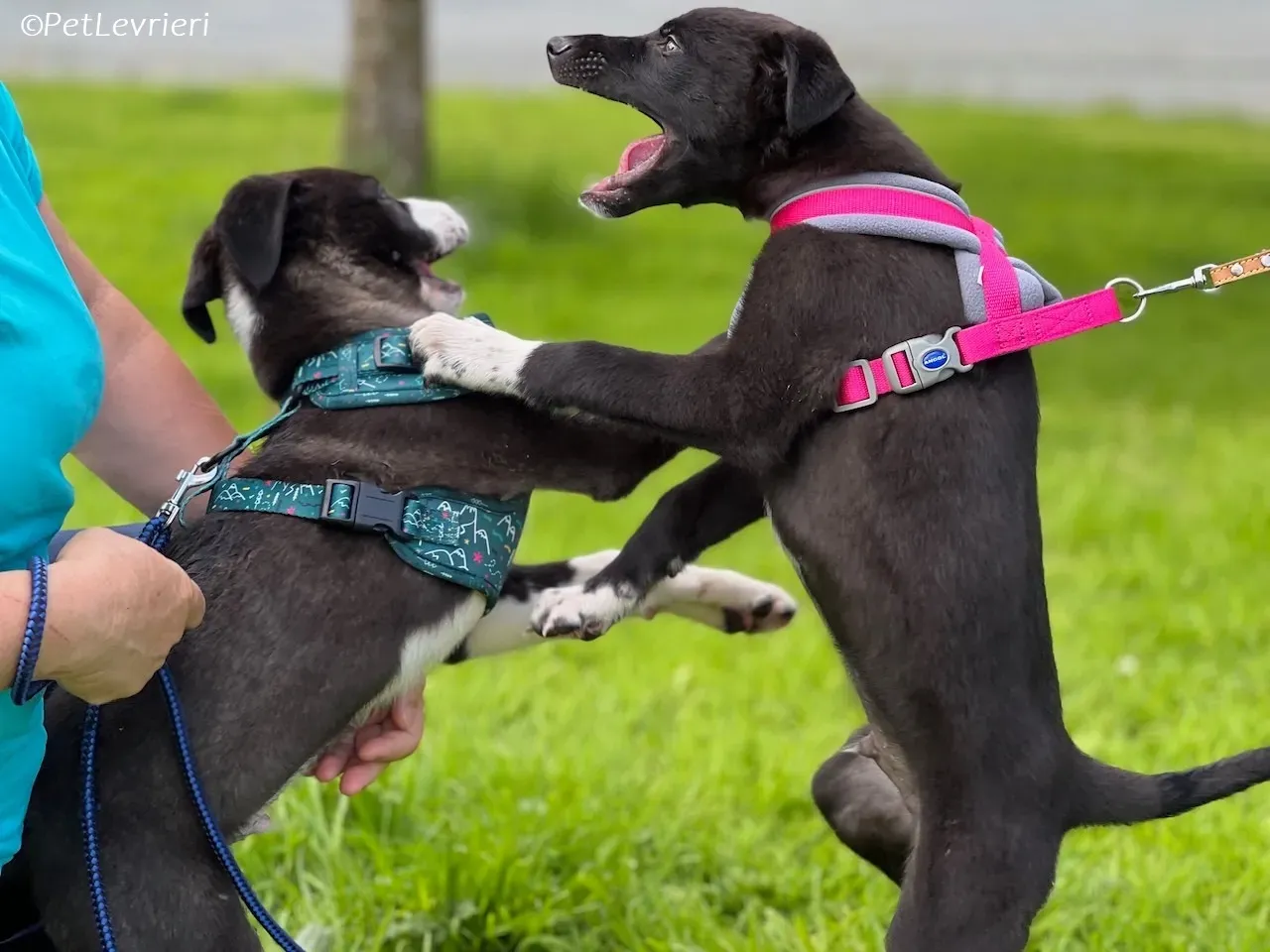 Simba adozione levrieri greyhound 7 1