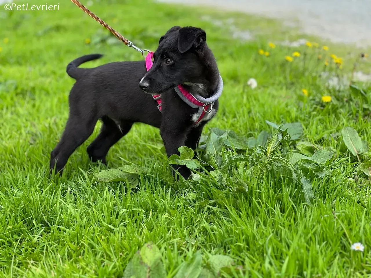 Simba adozione levrieri greyhound 8 1