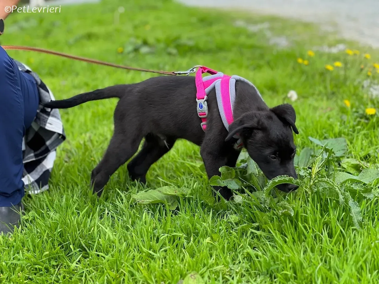 Simba adozione levrieri greyhound 9 1