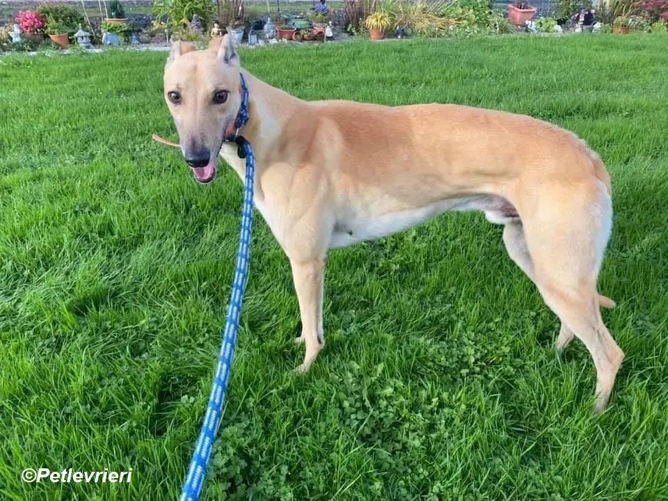 Simon adozione levrieri greyhound 10