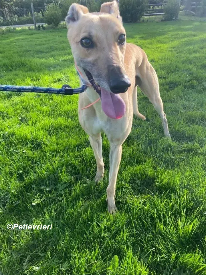 Simon adozione levrieri greyhound 12