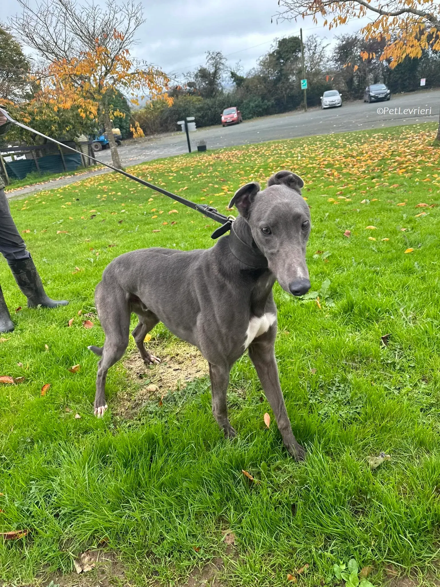 Simon adozione levrieri greyhound 5