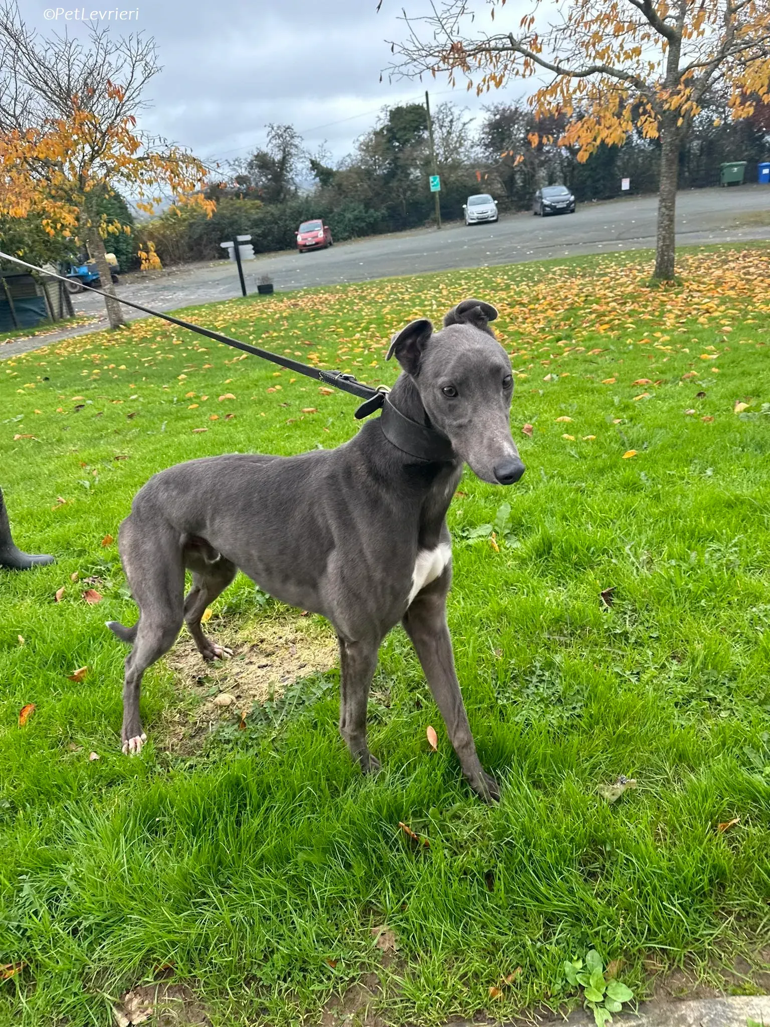 Simon adozione levrieri greyhound 6