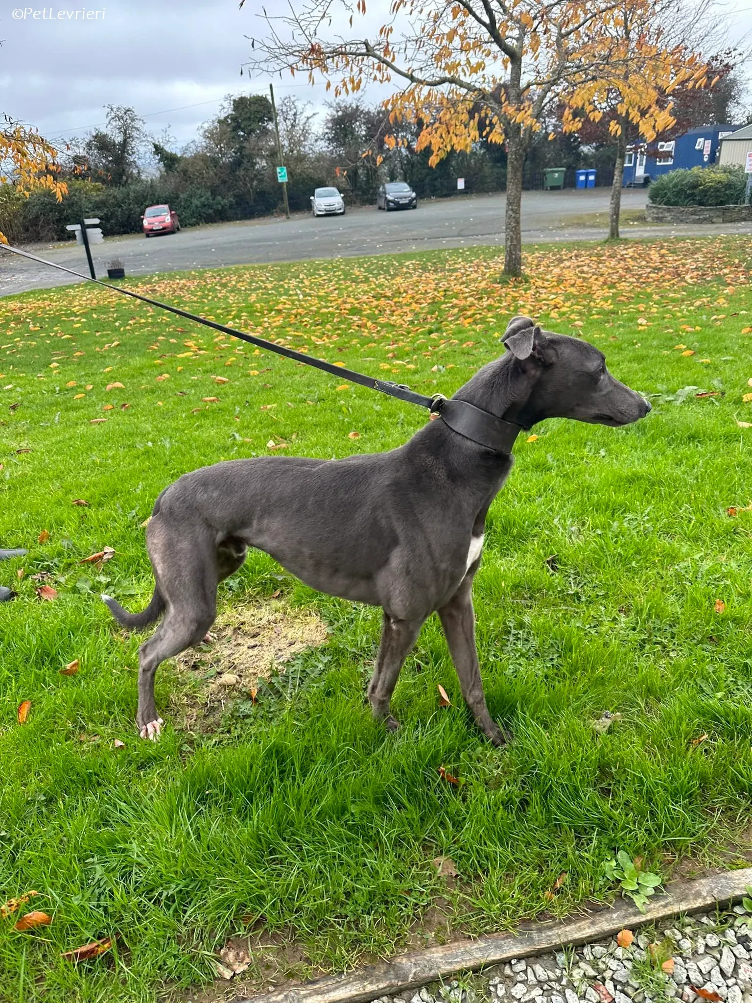 Simon adozione levrieri greyhound 7