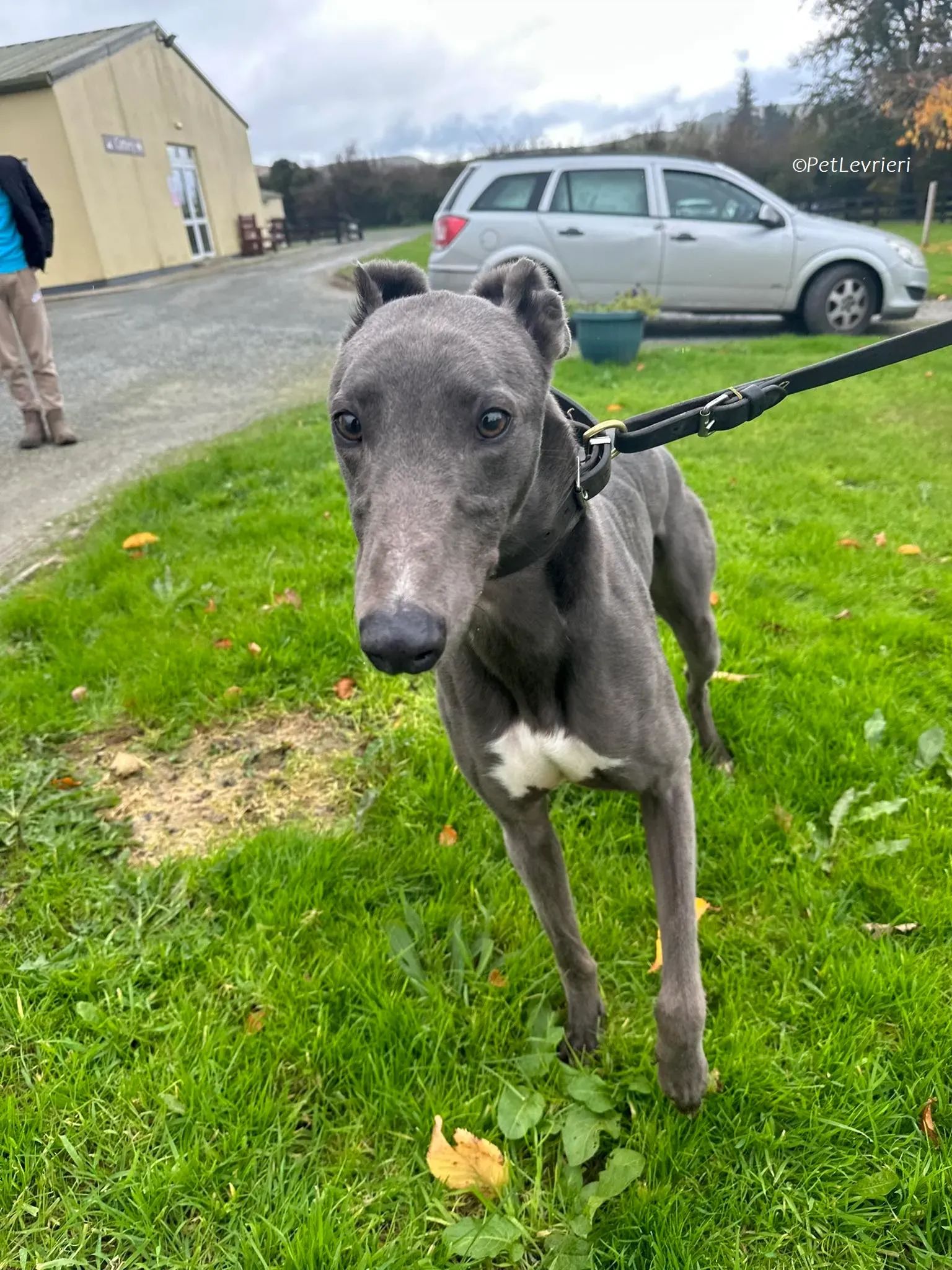 Simon adozione levrieri greyhound 2