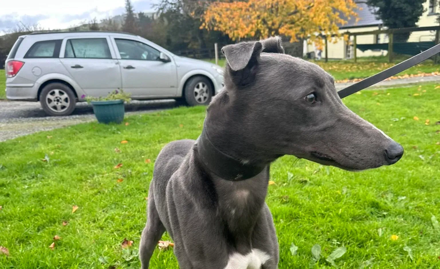 Simon adozione levrieri greyhound 3 e1699190321186