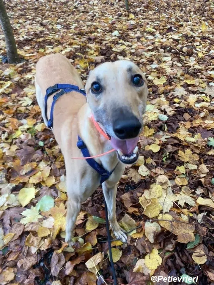 Simon adozione levrieri greyhound 3