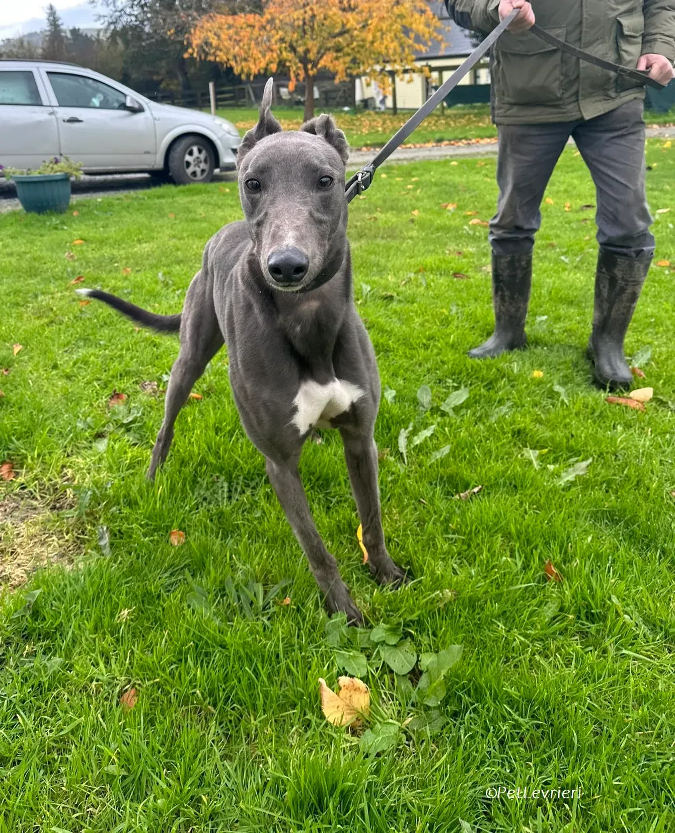 Simon adozione levrieri greyhound 4