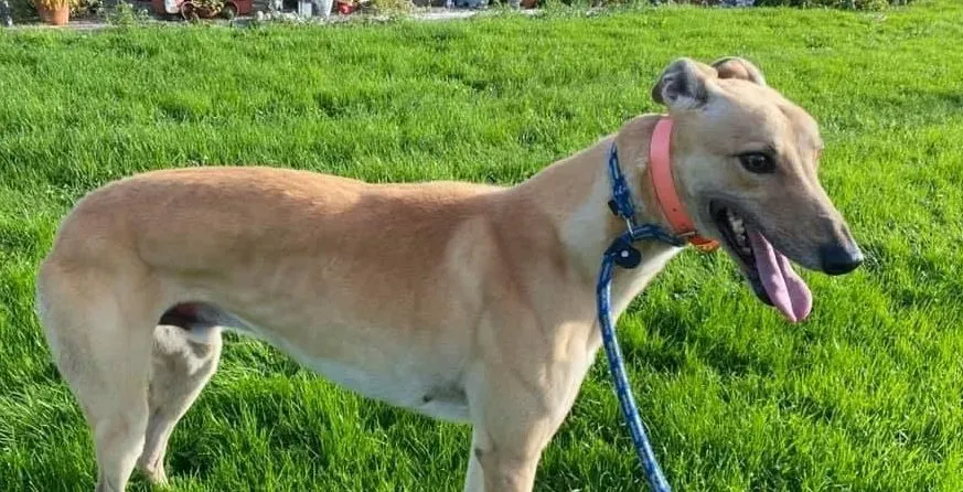 Simon adozione levrieri greyhound 7 e1637666427727