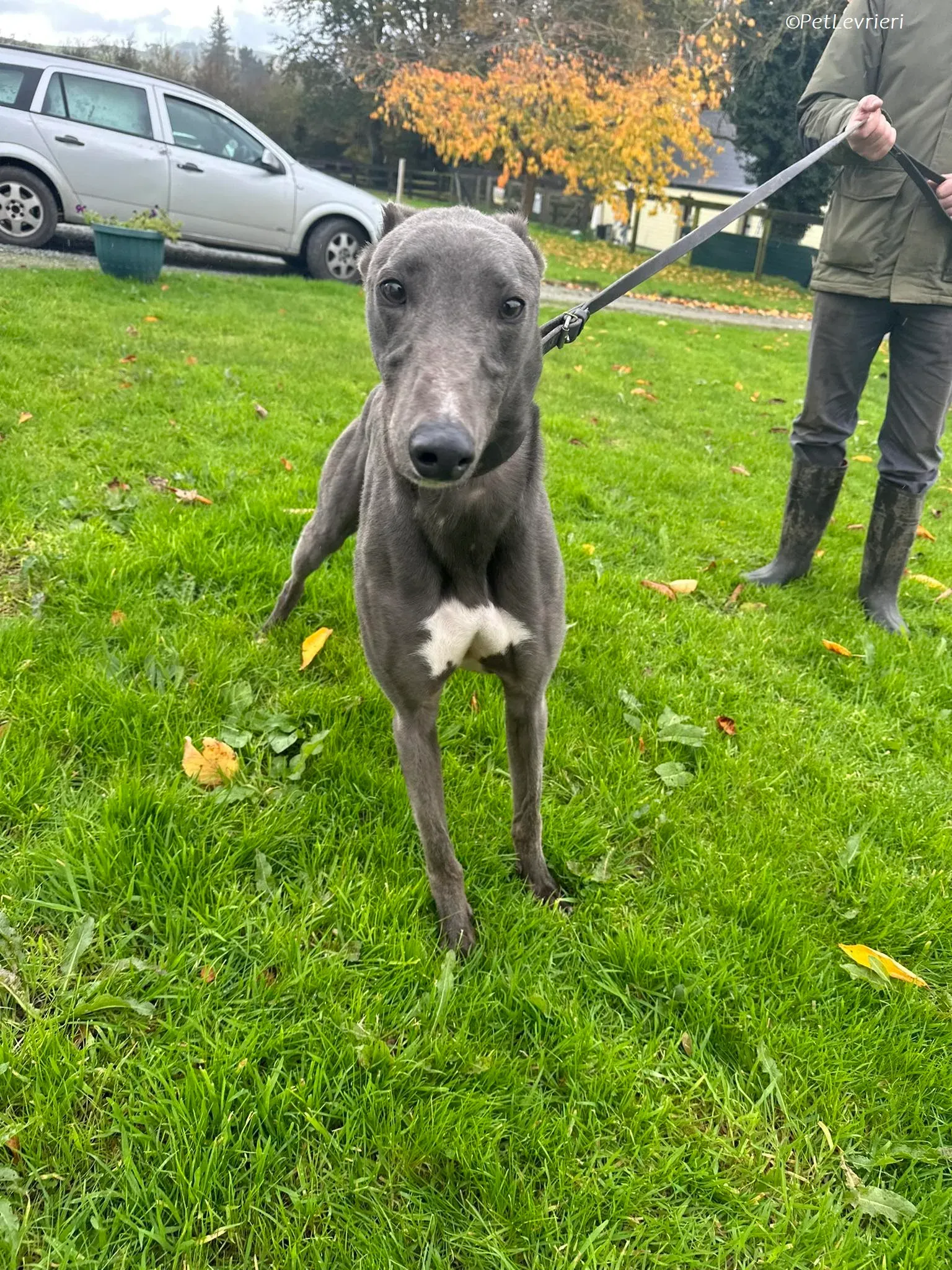 Simon adozione levrieri greyhound 1