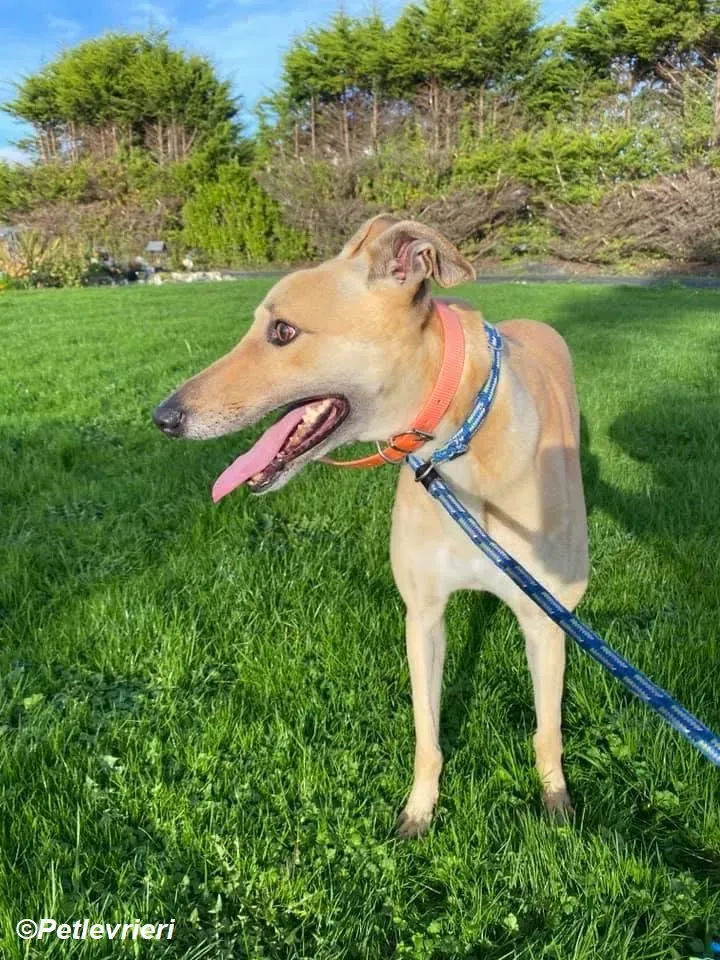 Simon adozione levrieri greyhound 8