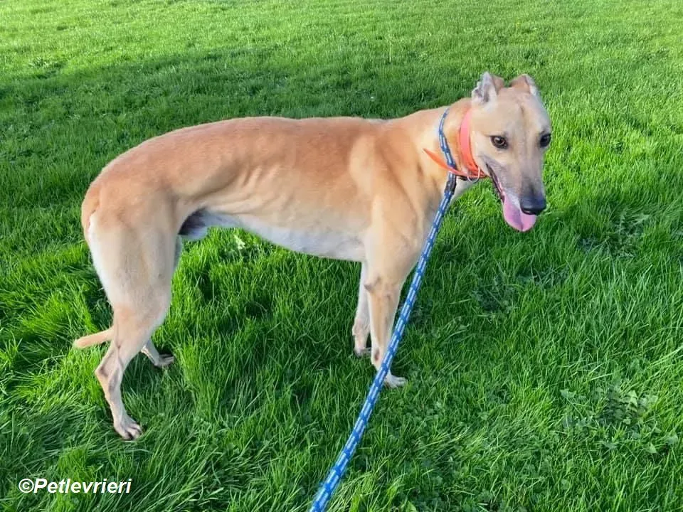 Simon adozione levrieri greyhound 9