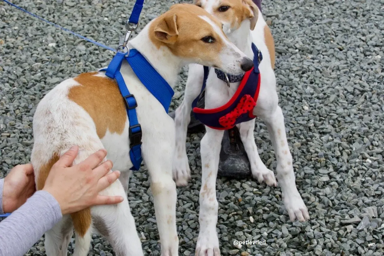 Simon lurcher adozione 1 1