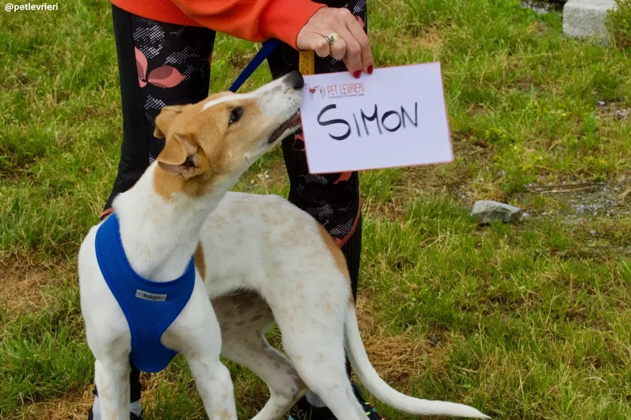 Simon lurcher adozione 2