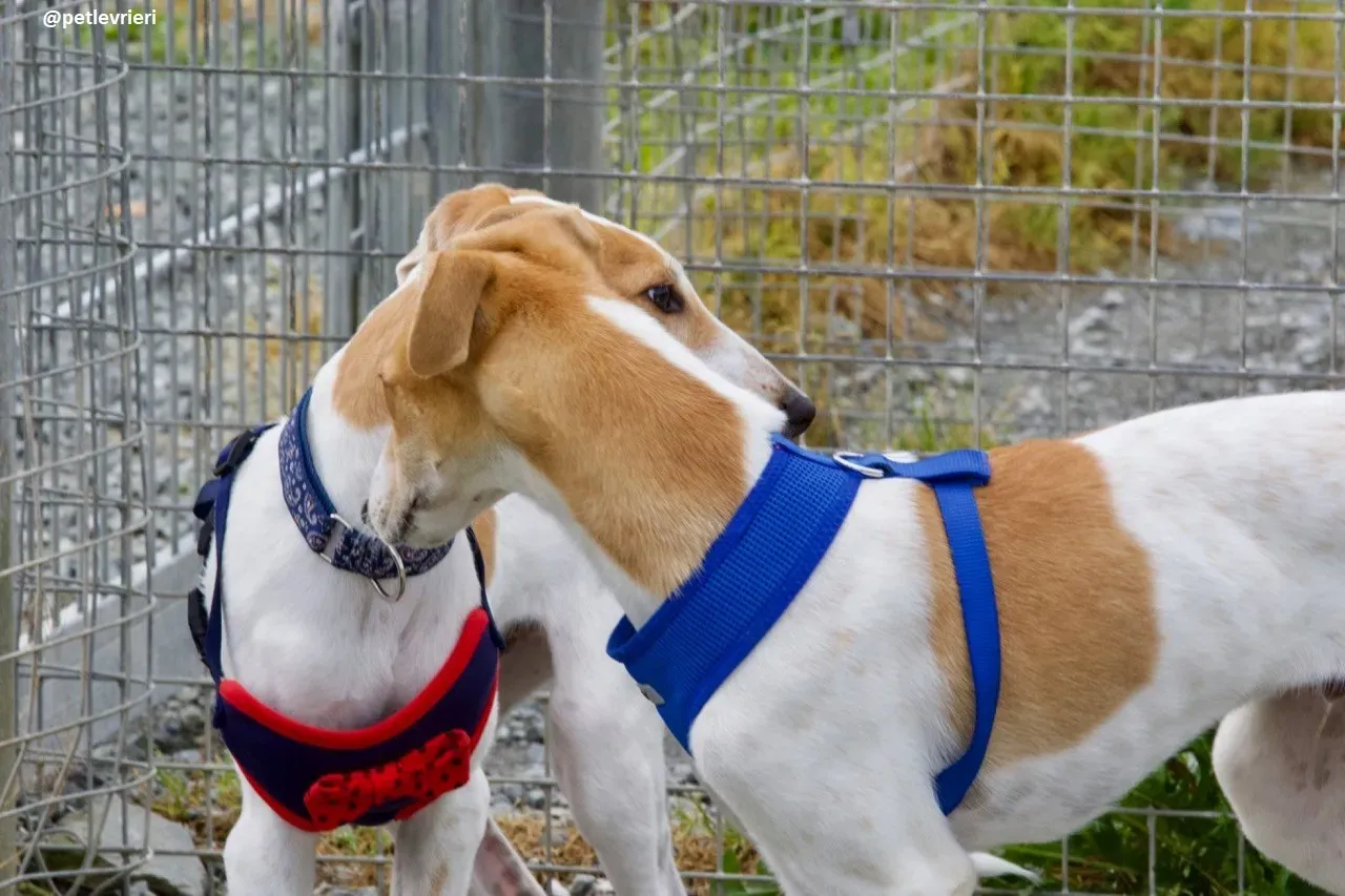 Simon lurcher adozione 3