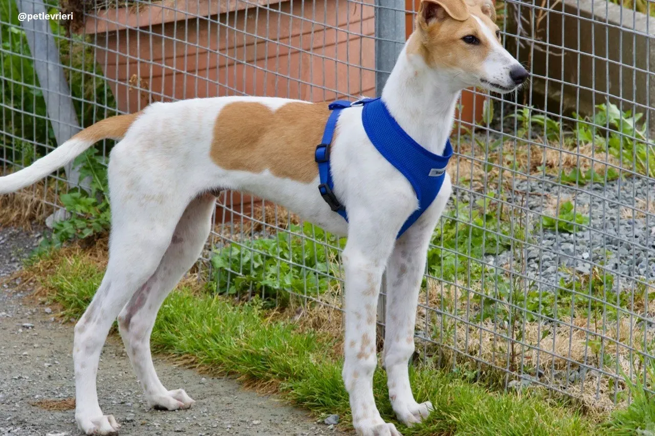 Simon lurcher adozione 4