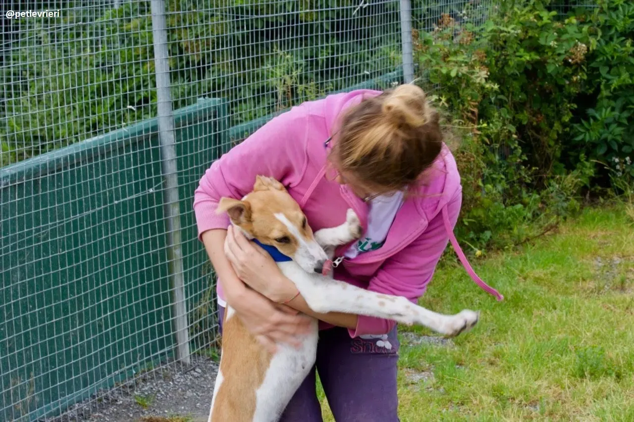 Simon lurcher adozione 5