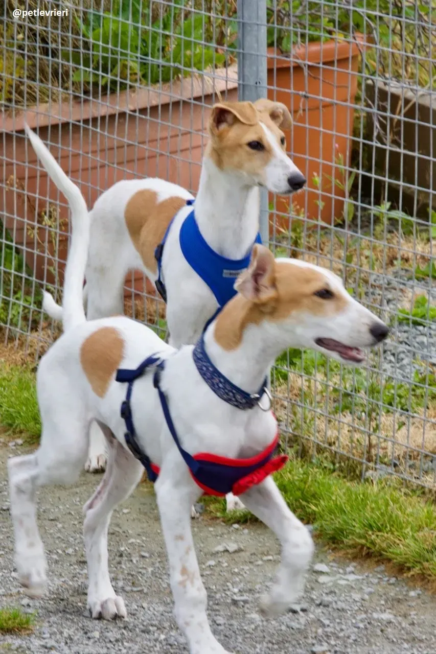 Simon lurcher adozione 6