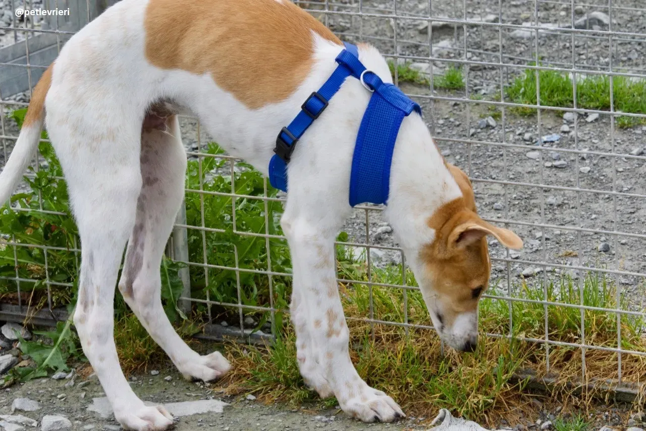Simon lurcher adozione 7