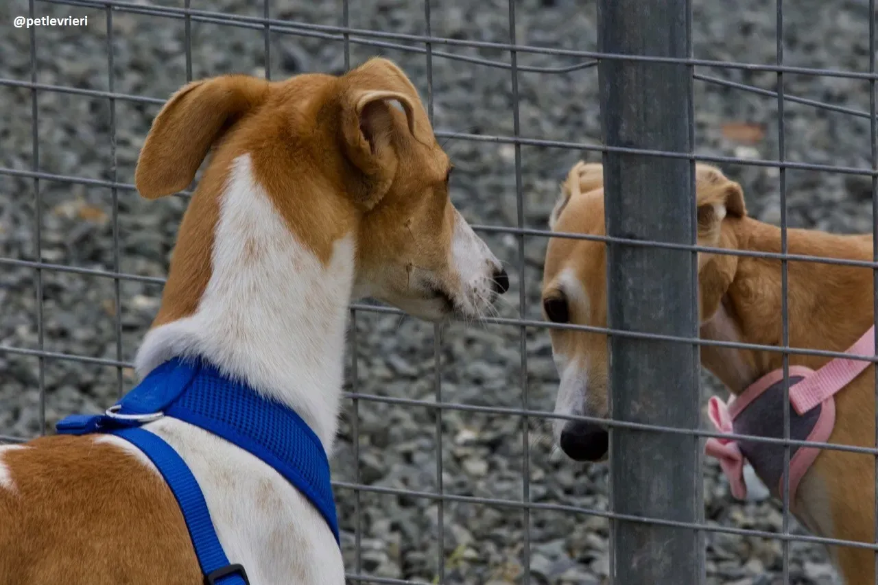 Simon lurcher adozione 8