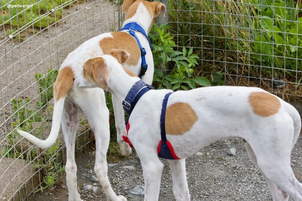 Simon lurcher adozione 9
