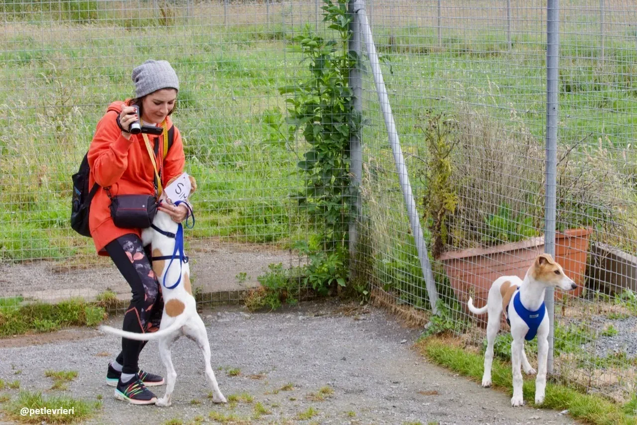 Simon lurcher adozione