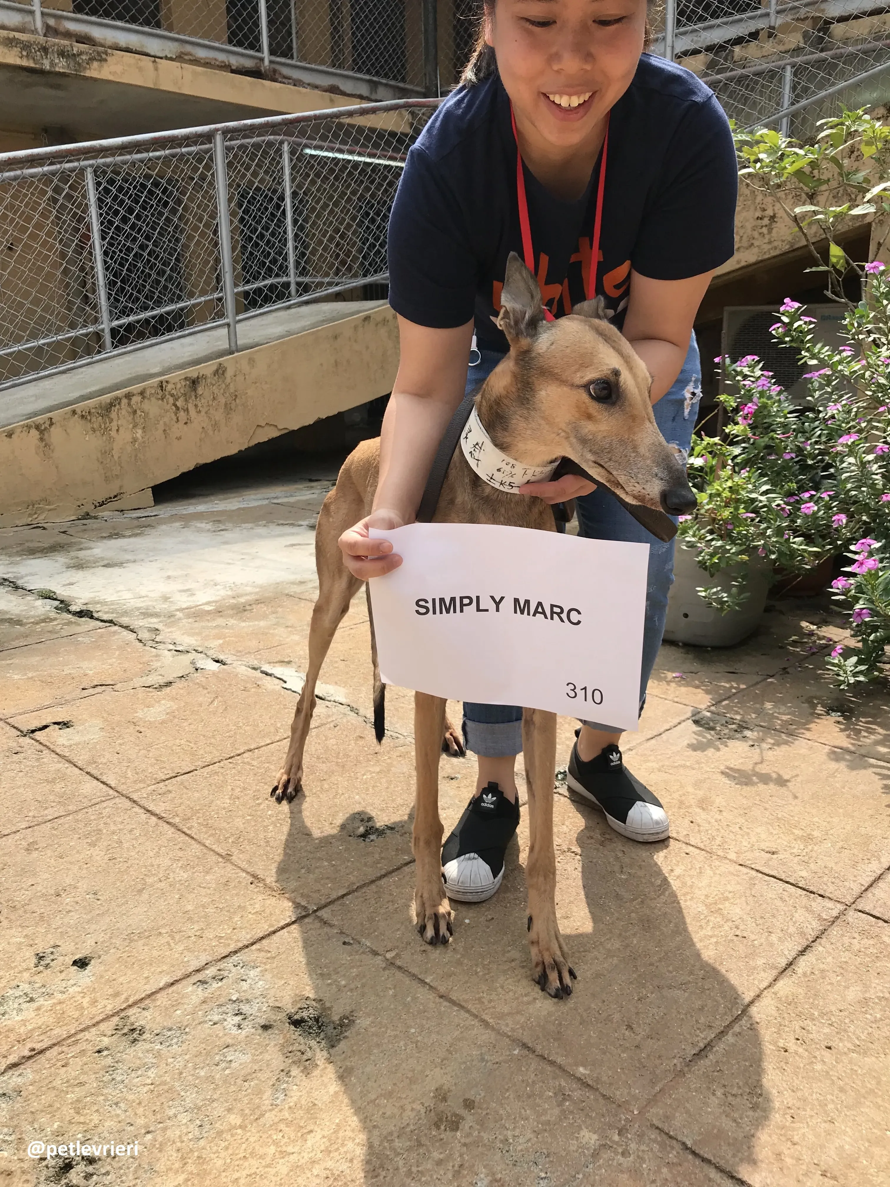 SimplyMarc adozione greyhound macao 1