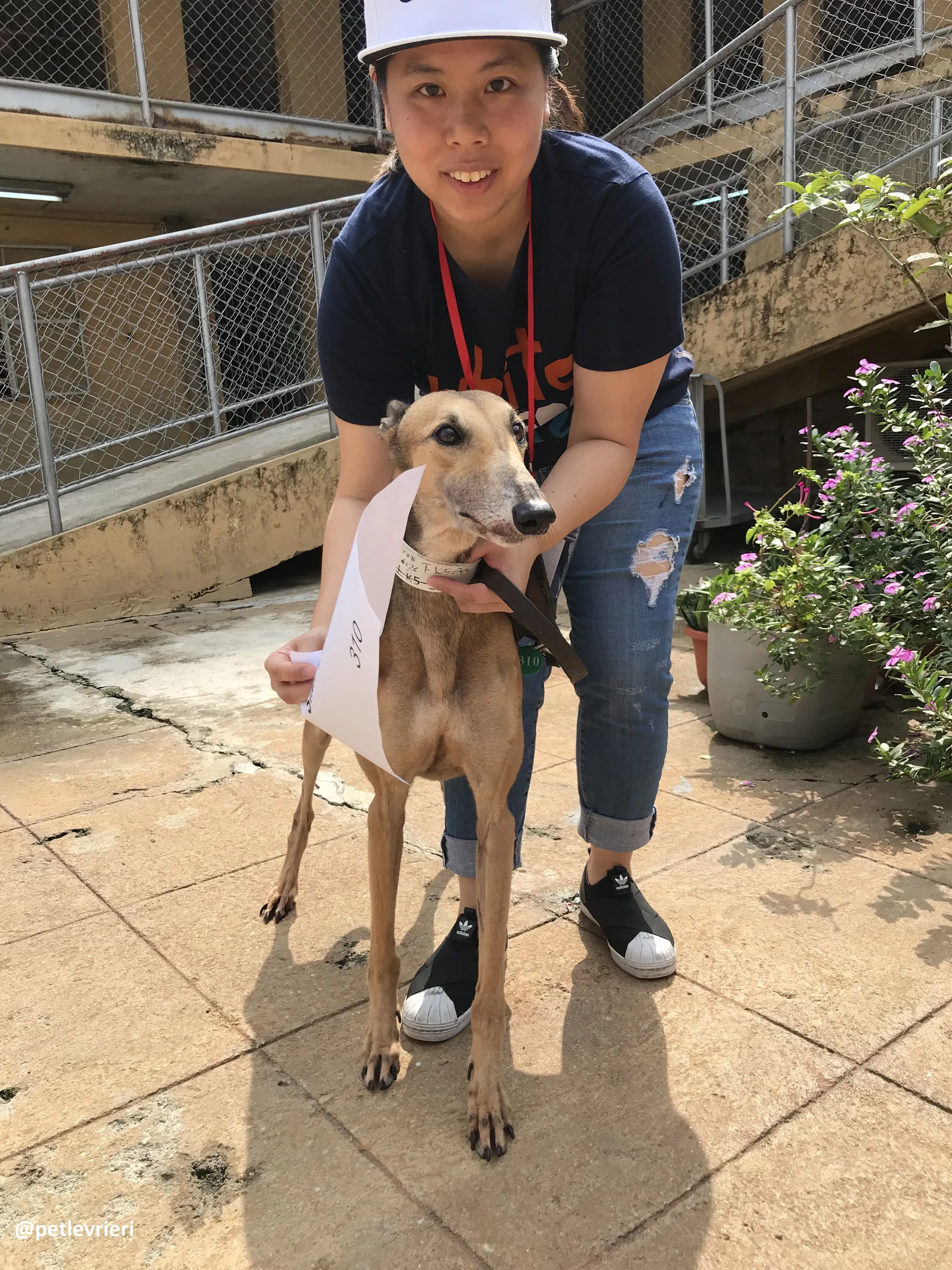 SimplyMarc adozione greyhound macao 2