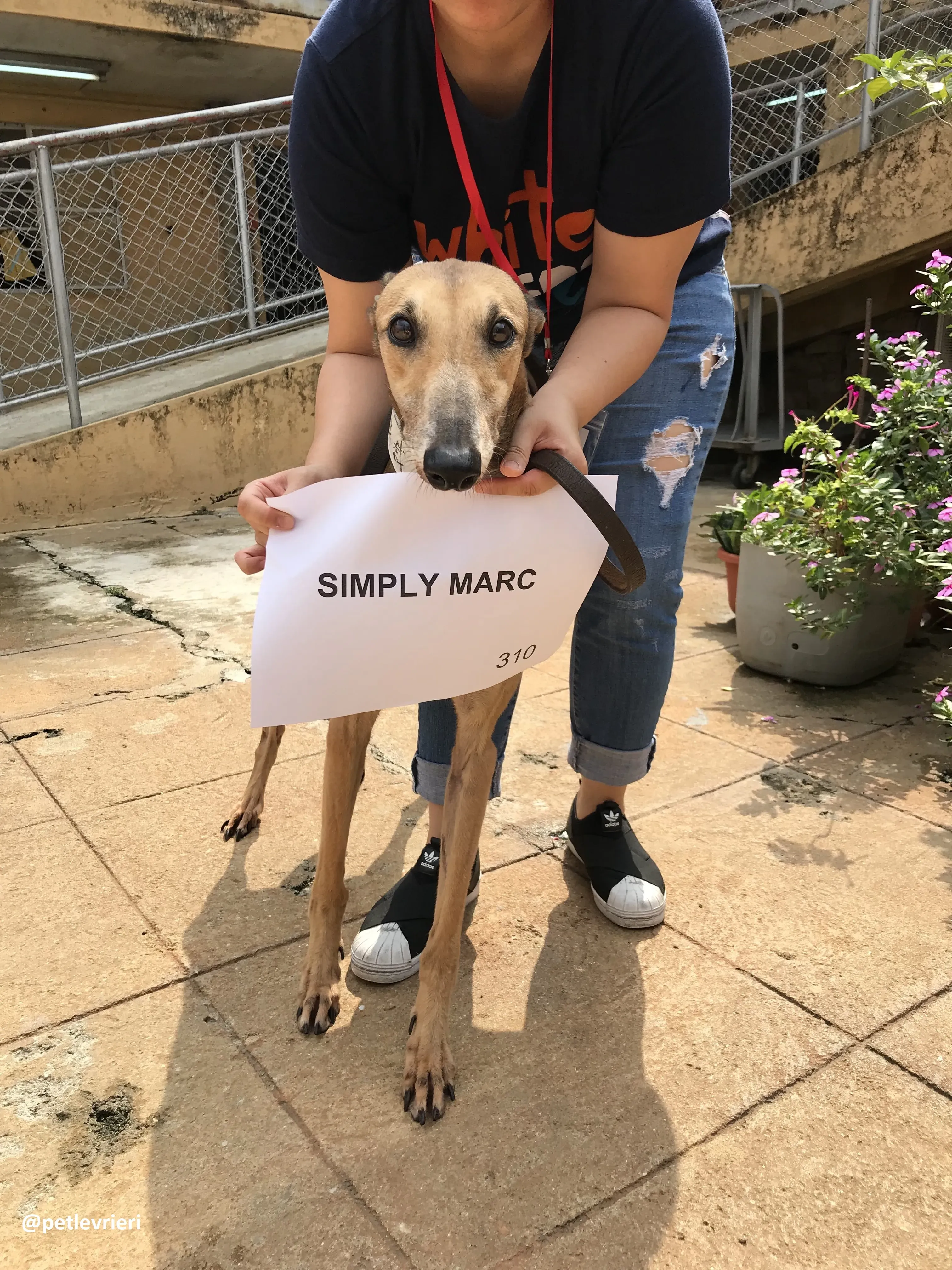 SimplyMarc adozione greyhound macao 3
